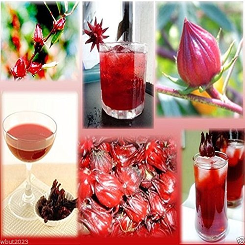 10 Seeds Jamaican Sorrel Seeds, AKA Florida Cranberry , Indian Roselle, Hibiscus