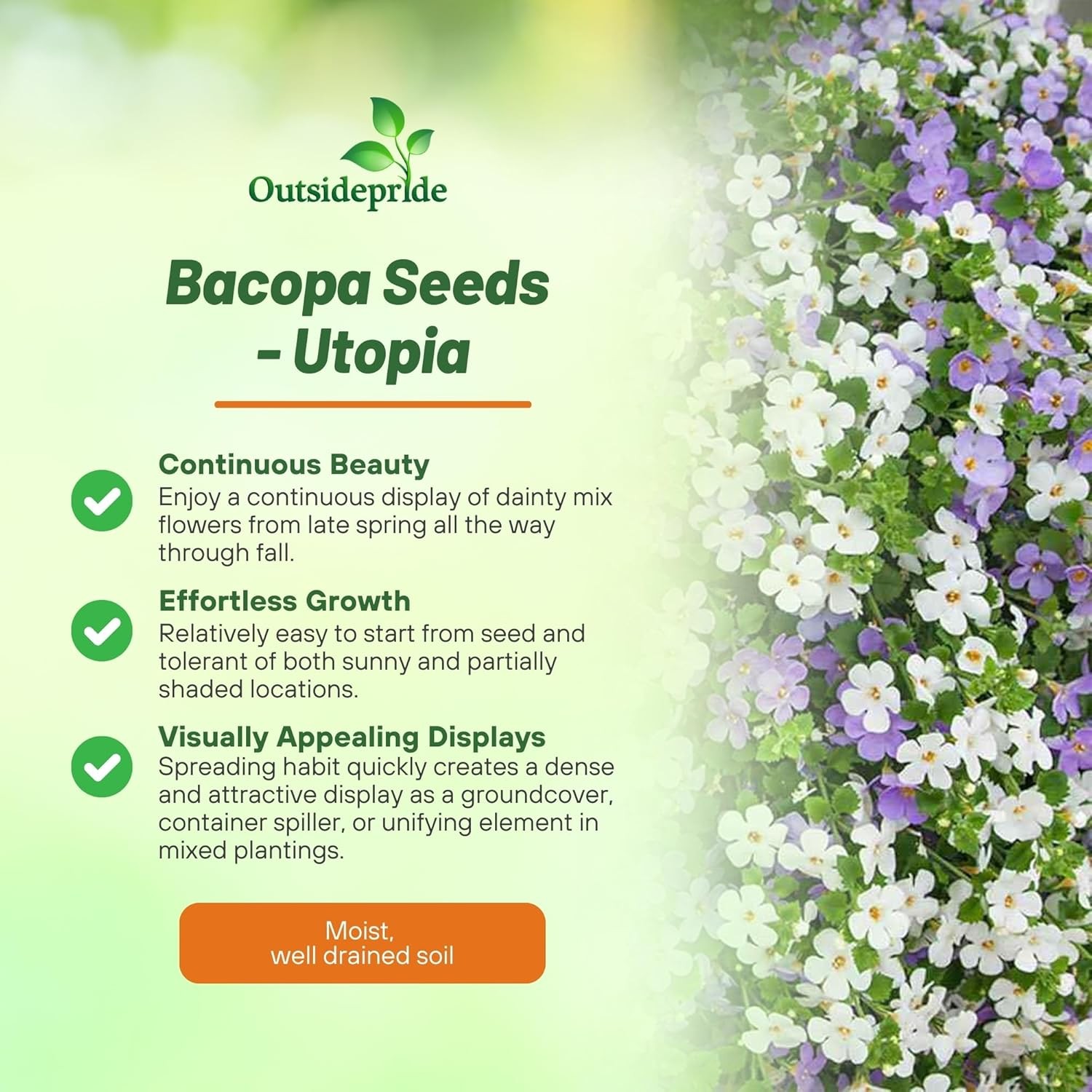 20 Seeds Bacopa Utopia Fuseables – Trailing Bacopa Flower Seeds