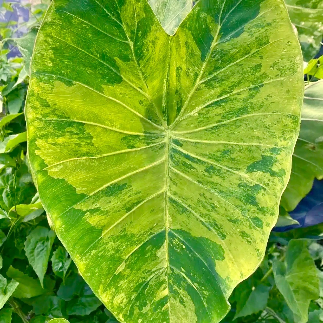 Colocasia Esculenta ‘Wat Bosat’ Seeds ~ Elephant Ear ~Taro~Rare Exotic Plants