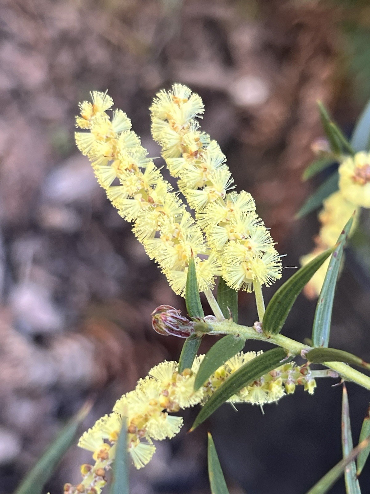 Acacia Species Assortment Packs (101 species) 5+ seeds each species