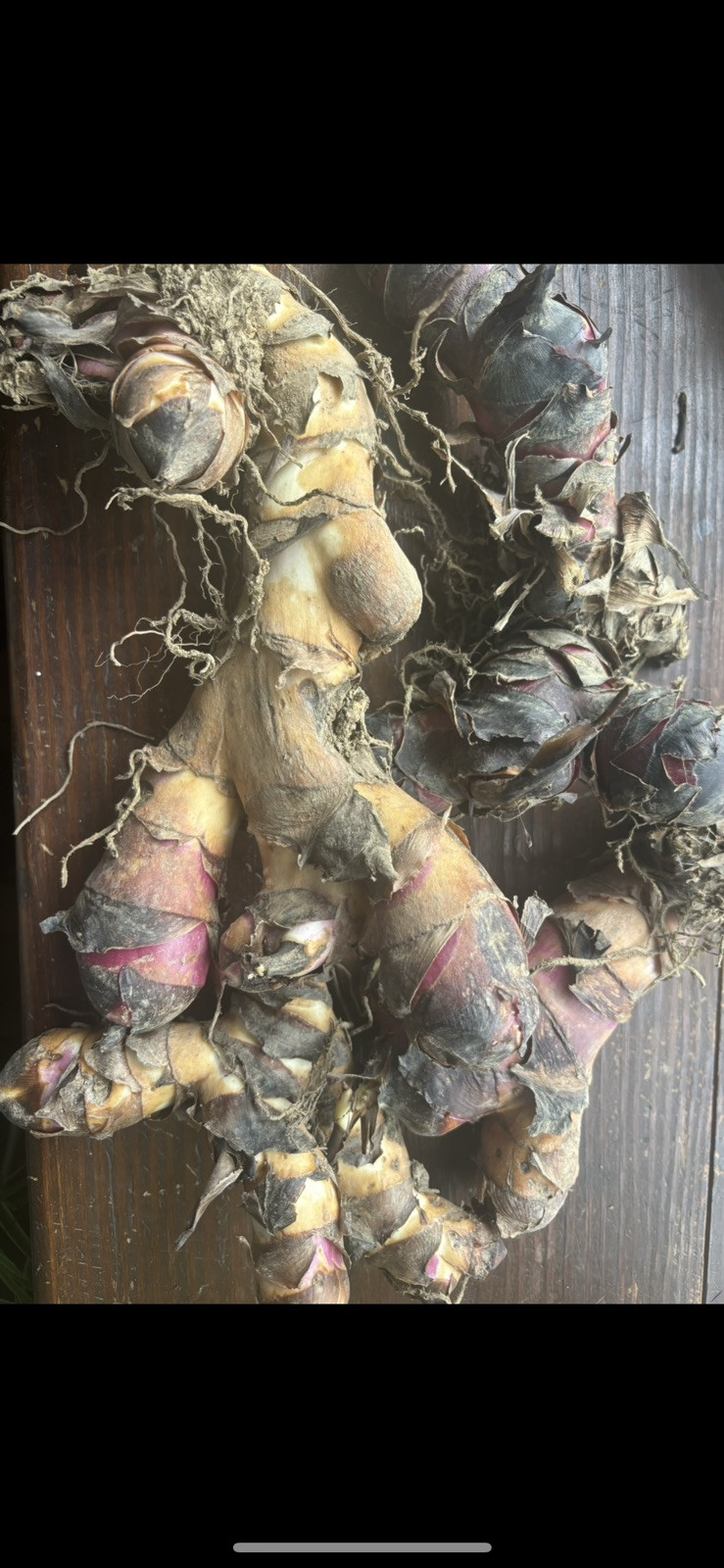 YOU GET 1LB! TROPICAL RED CANNA LILY BULBS (Grow In Any State) Already Flowering