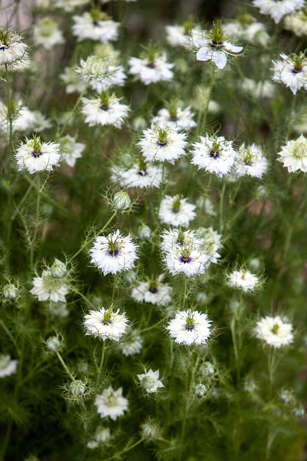 500 WHITE LOVE IN A MIST Nigella Damascena Flower Seeds *Flat S/H