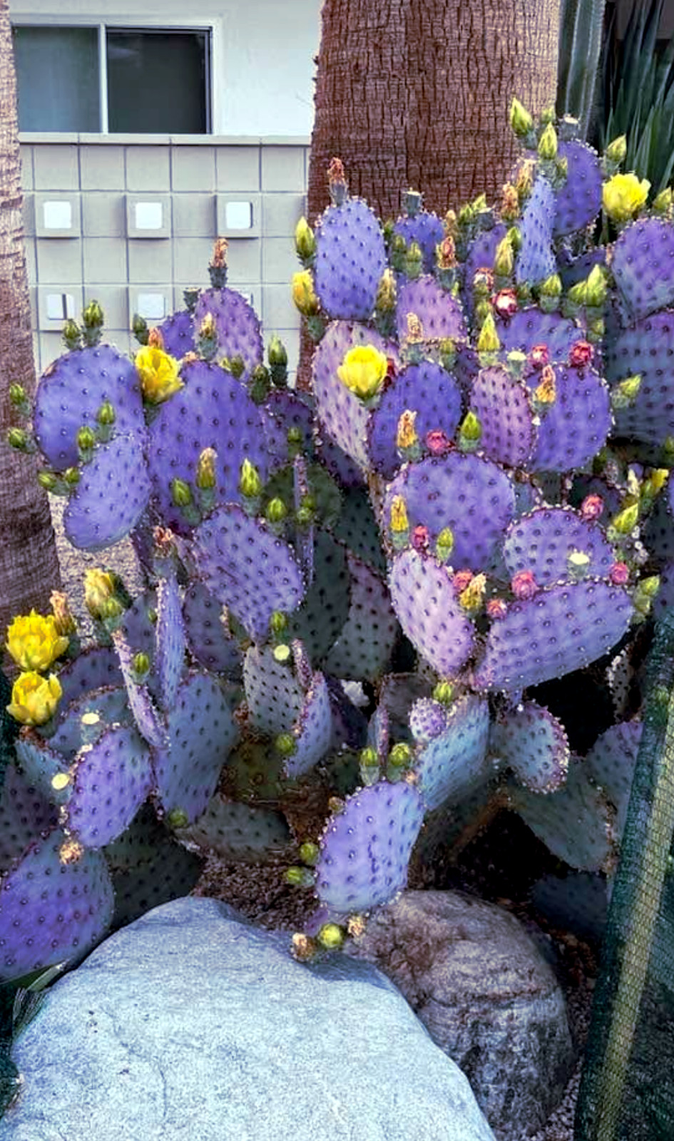 20 Purple Cactus Seeds (Opuntia Santa Rita) Prickly Pear Fruit Rare Fast Hardy-7