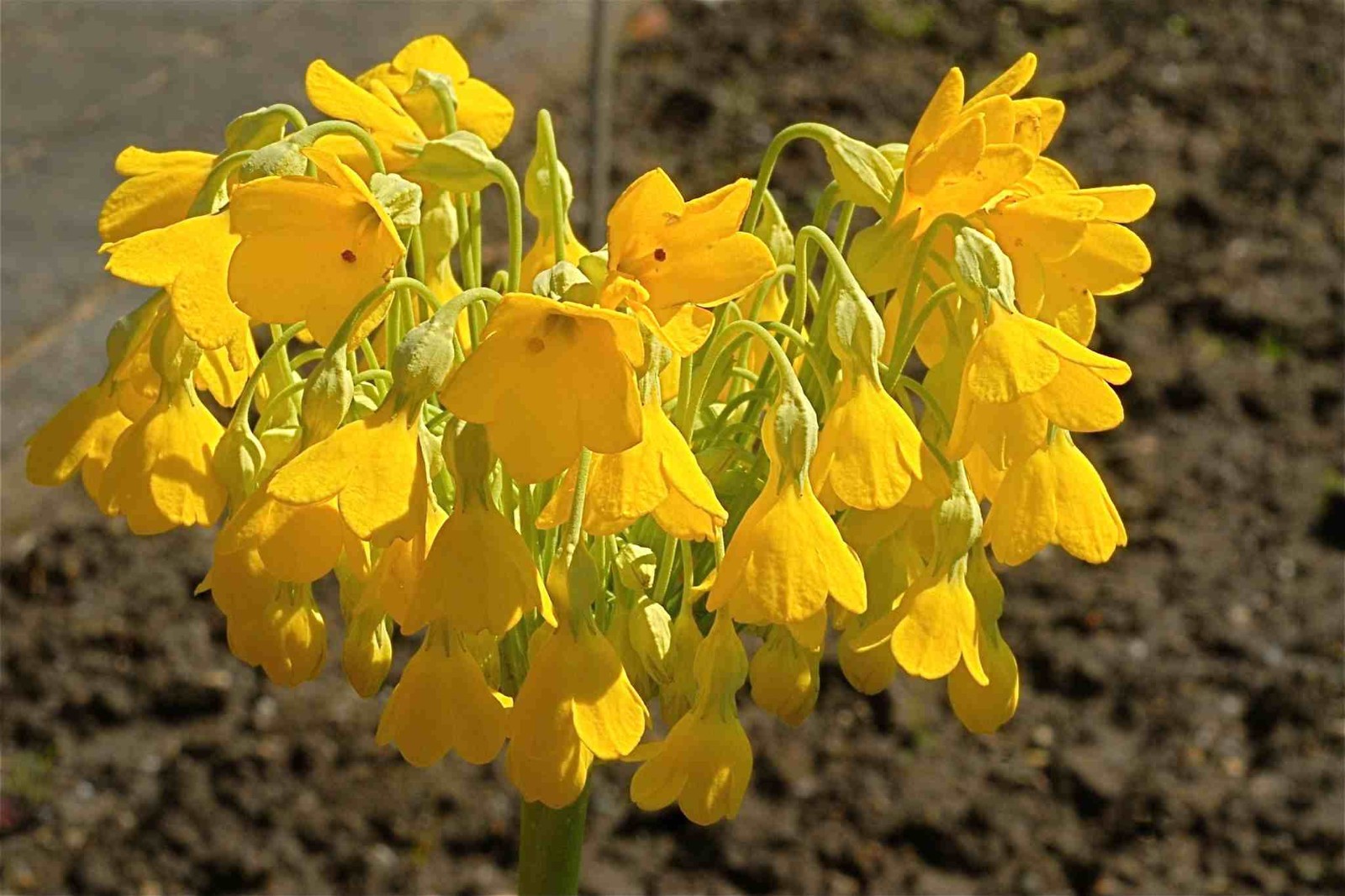 Primula florindae – Keilour color mix seed