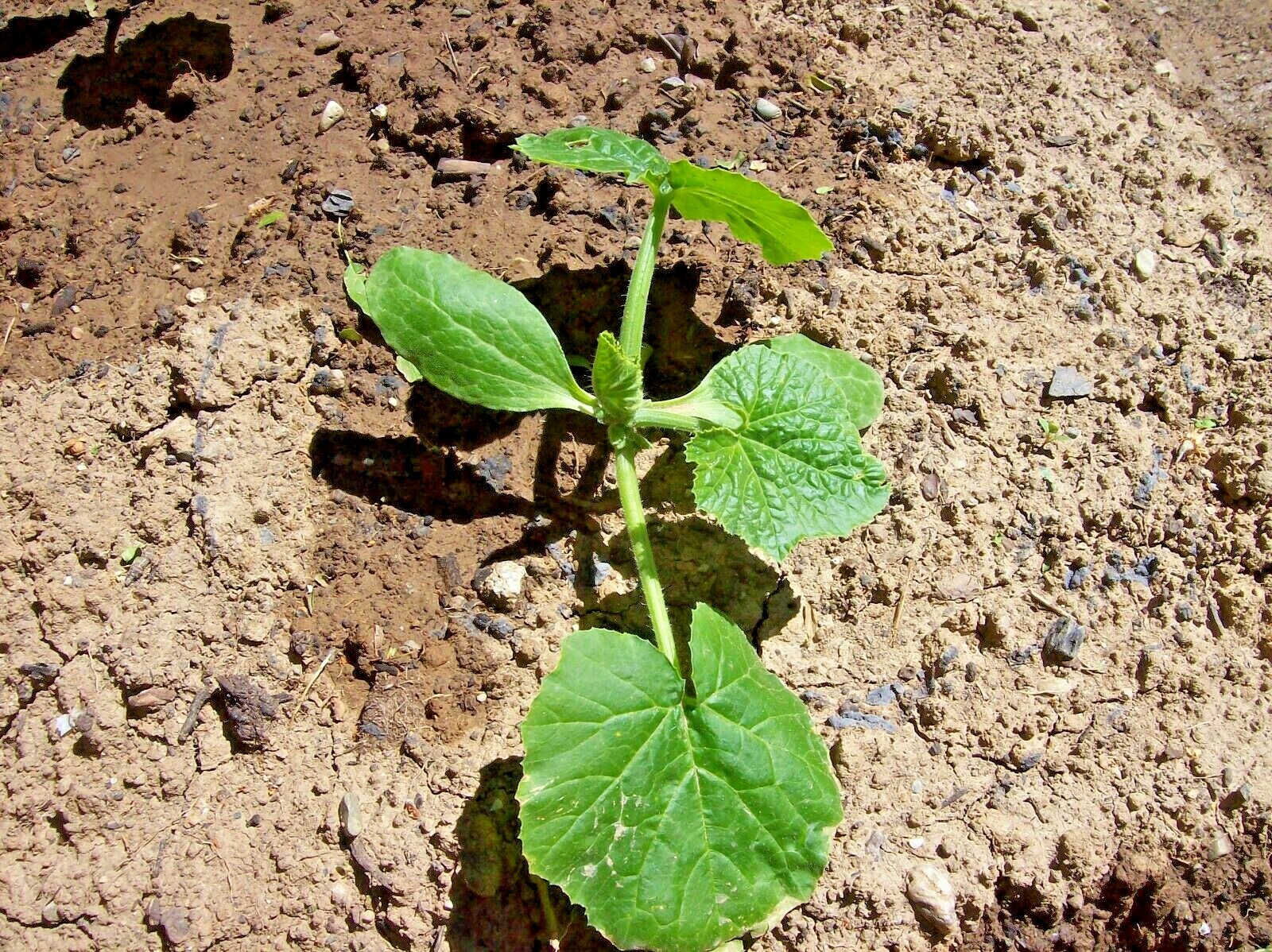 31+ Zucchini SUMMER SQUASH Seeds Black Beauty Organic Heirloom Garden Container