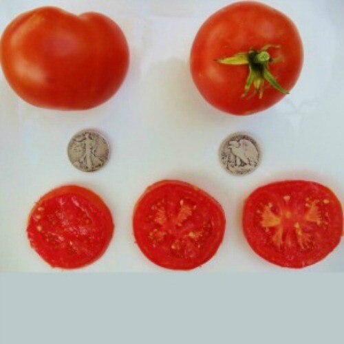 Bonny Best – Great Taste – 40 Fresh Seeds – Buy any 3 varieties, 20% off order!