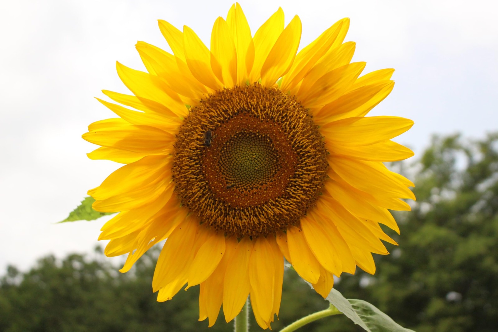 Sunflower Seeds for Planting Grow Giant Flowers 50 NonGMO Heirloom Seeds