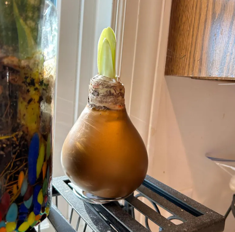 Gold Waxed Amaryllis Bulb with Stand, No Water Needed, Blooms 4-8 Weeks