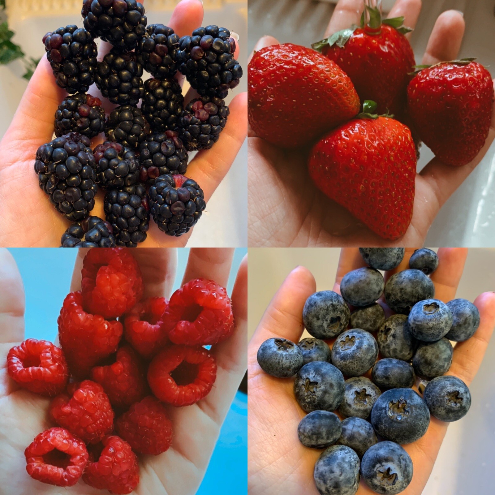 Mixed Berry Variety Pack Best Sellers Seeds Garden Bulk Fruit USA NonGMO Organic