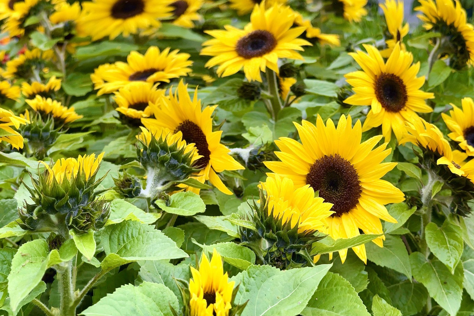 25 Dwarf SUNSPOT SUNFLOWER Helianthus Annuus Flower Seeds