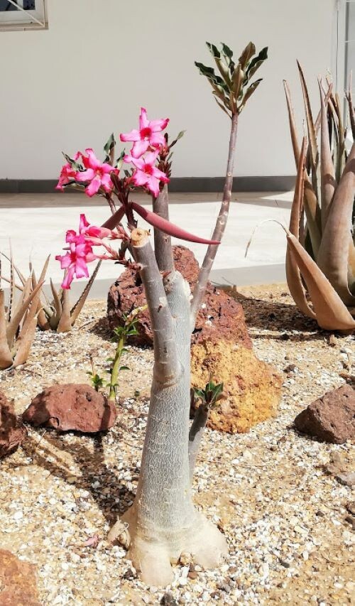 Adenium Somalense, “Black Somalense”, 25 seeds