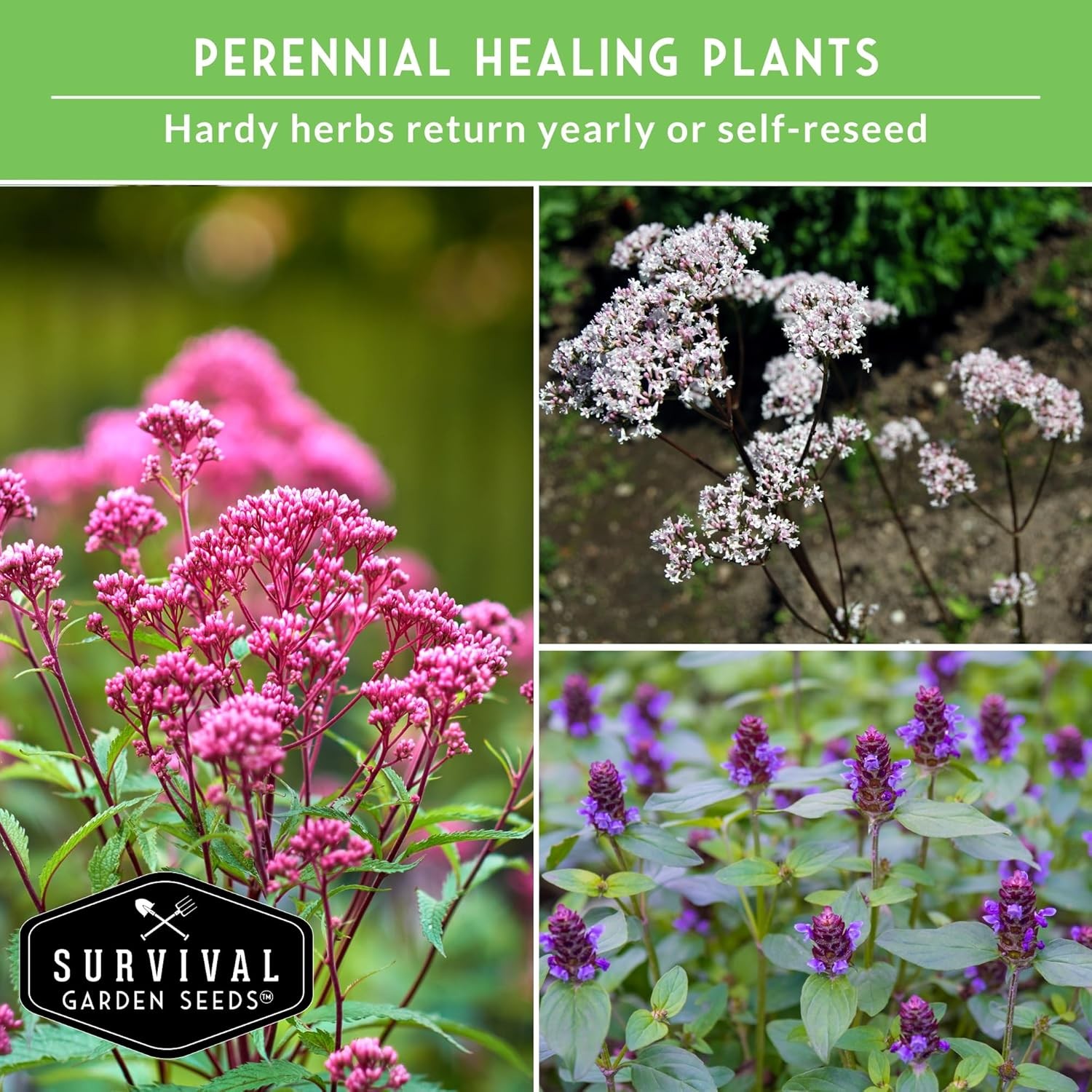 Advanced Medicinal Herb Seeds Collection – Variety Pack for Planting with Planta