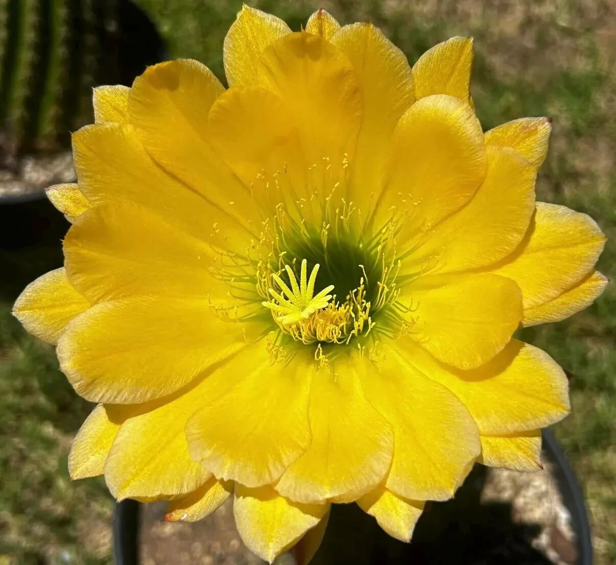 NEW, T. CEREUS, Hybrid ,GREEN EYE, Yellow, Blooming, Echinopsis, Cactus,
