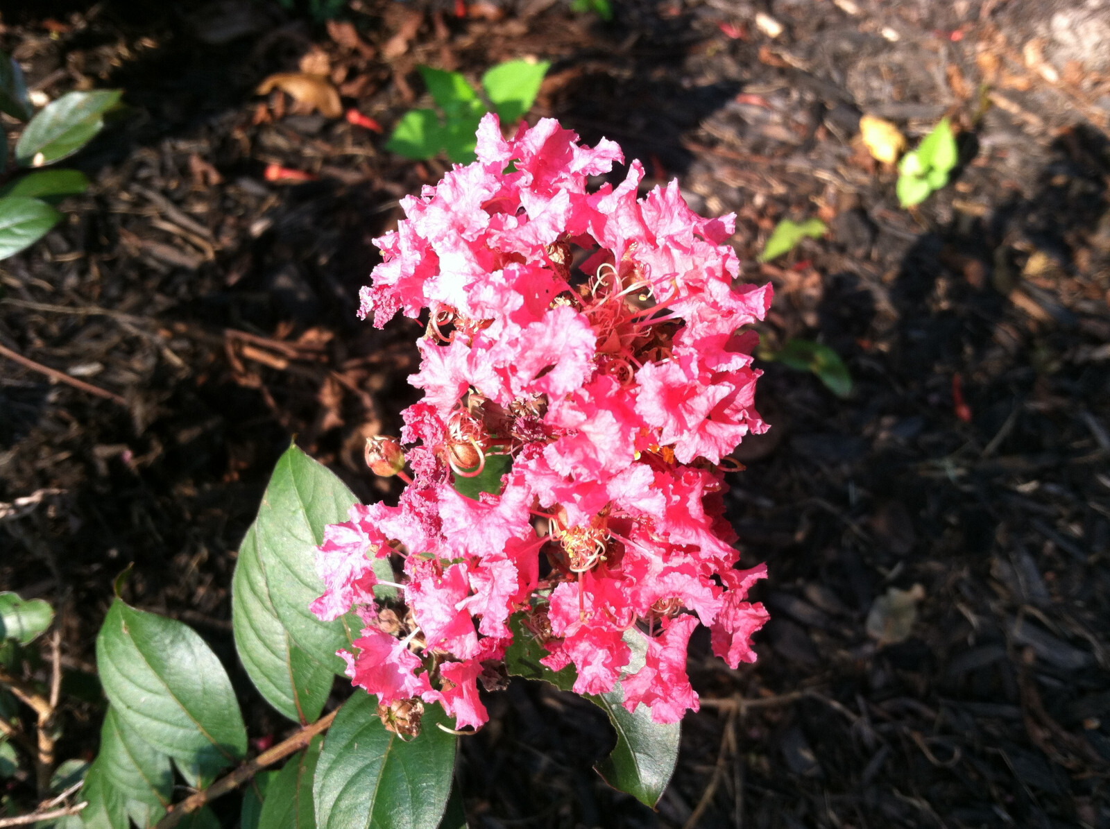 Crape Myrtle | Dwarf Strawberry Dazzle | 10 seeds