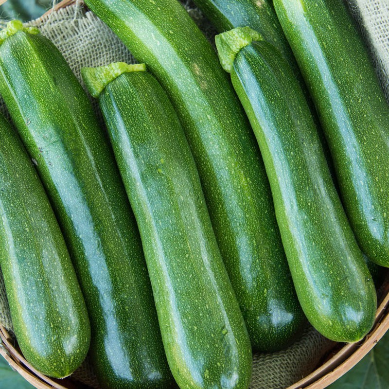 20 Fresh Dark Green Zucchini Summer Premium | NON-GMO | Squash Seeds-B 23