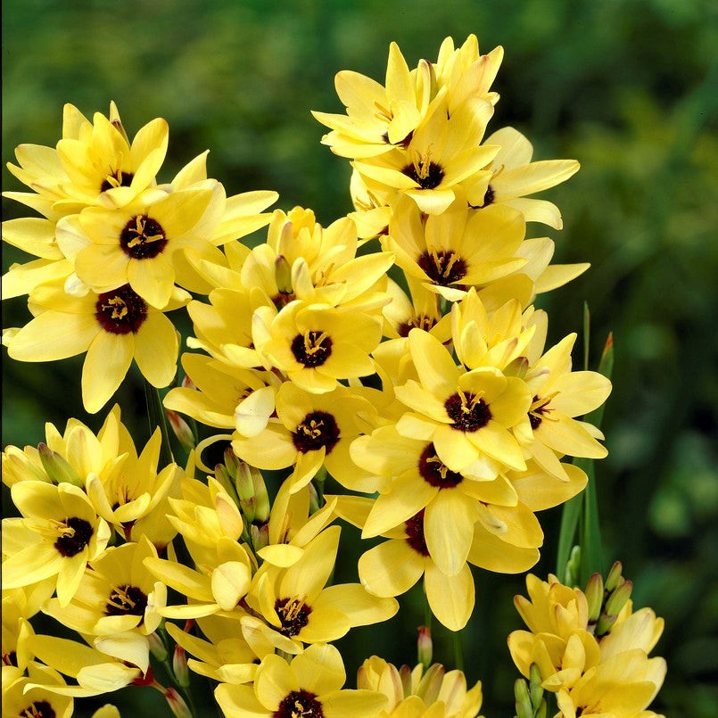 Ixia Magic Wand Mix 80 Bulbs, Spring to Summer Flowering Colorful Blooms in Sun