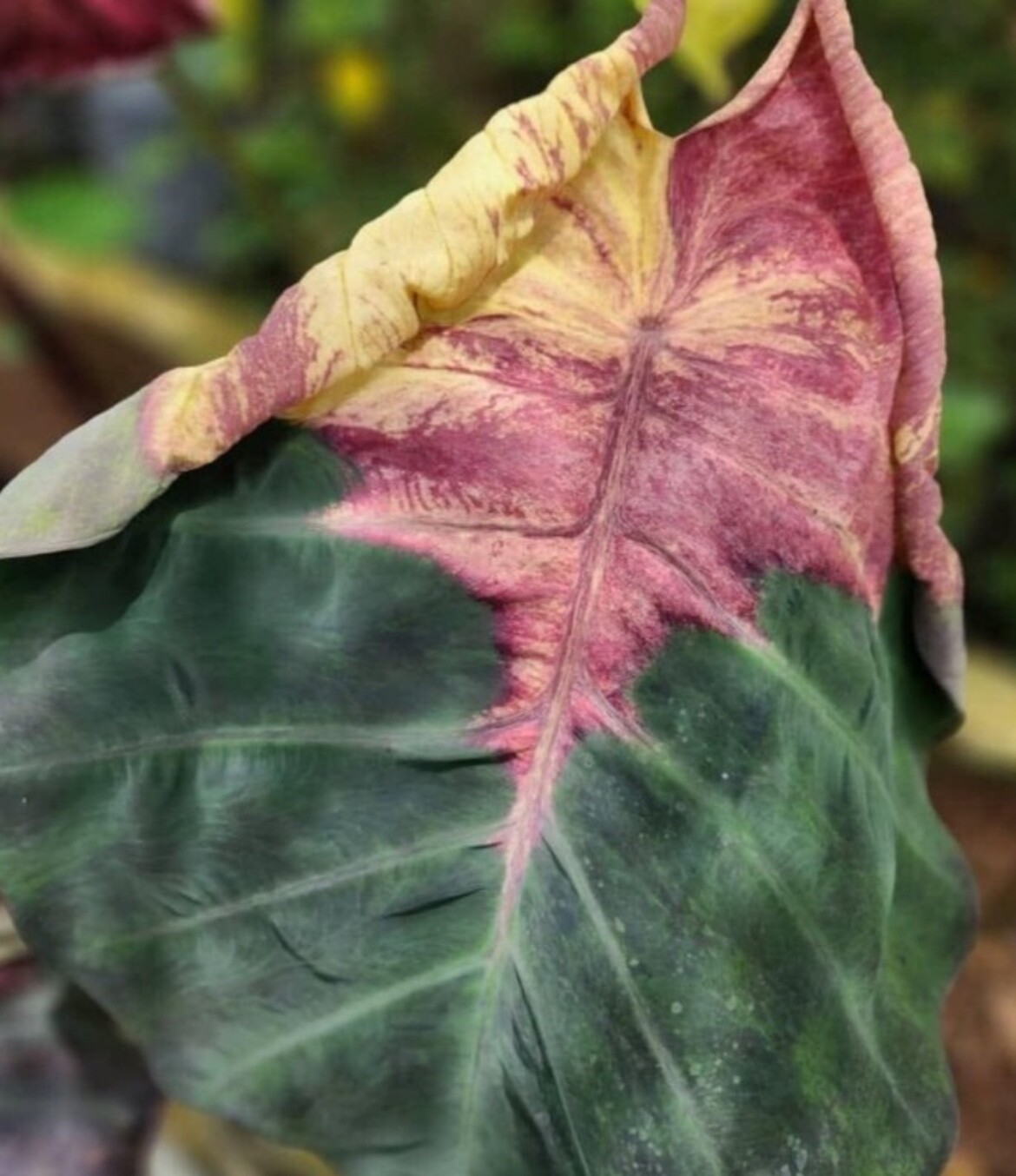 AUTHENTIC Colocasia Ghost Master 1 bulbs