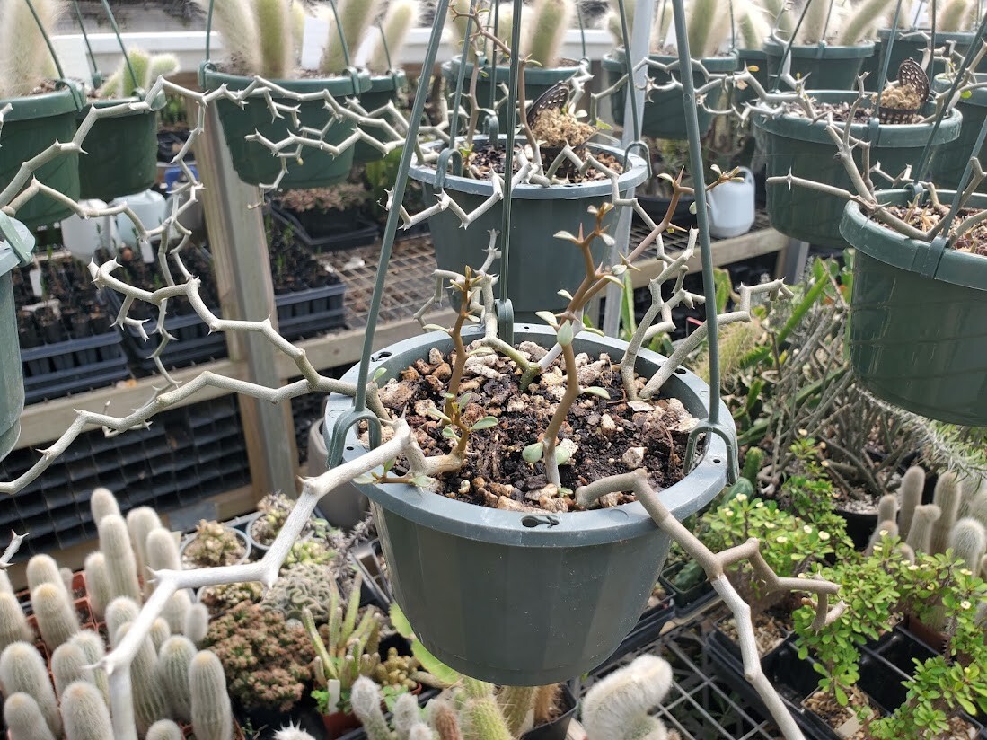 Decarya madagascariensis – Zig Zag Plant – Madagascar – 1 Rooted Branching