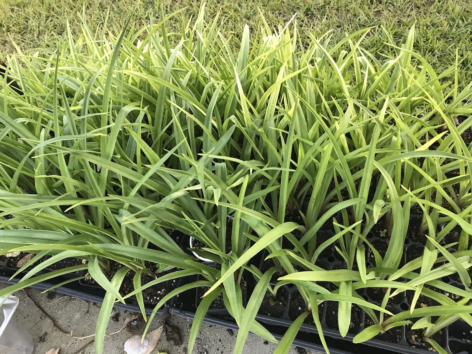 Tuberose bulbs double Pearl (Polianthus) Bare root plants set of 8+ Bubbletts