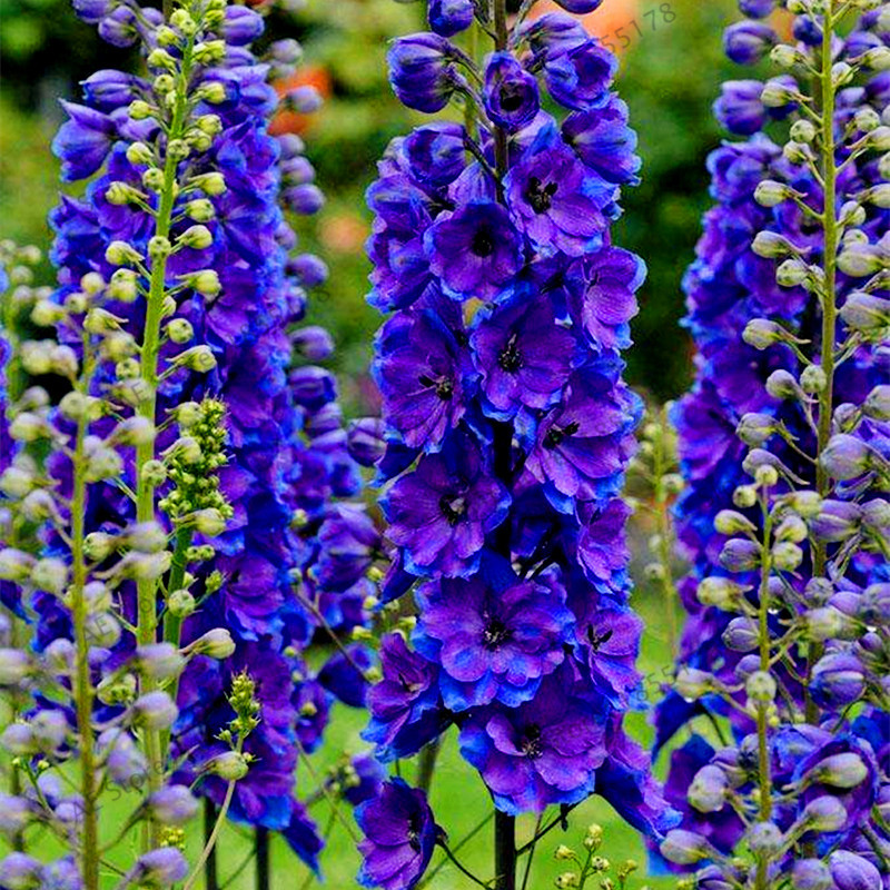 601+LARKSPUR Rocket IMPERIAL Mix Seeds Native Wildflower Cut Flowers Pollinators