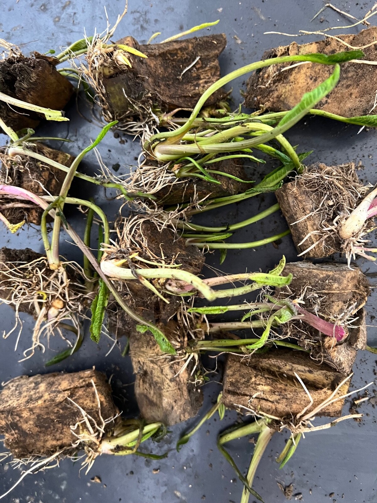 HORSERADISH STARTS (Common), ORGANIC: 6 ea. for planting
