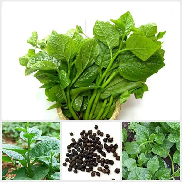 250+ Malabar Spinach Seeds for Planting – Ceylon Rau Mong TOI BLACK