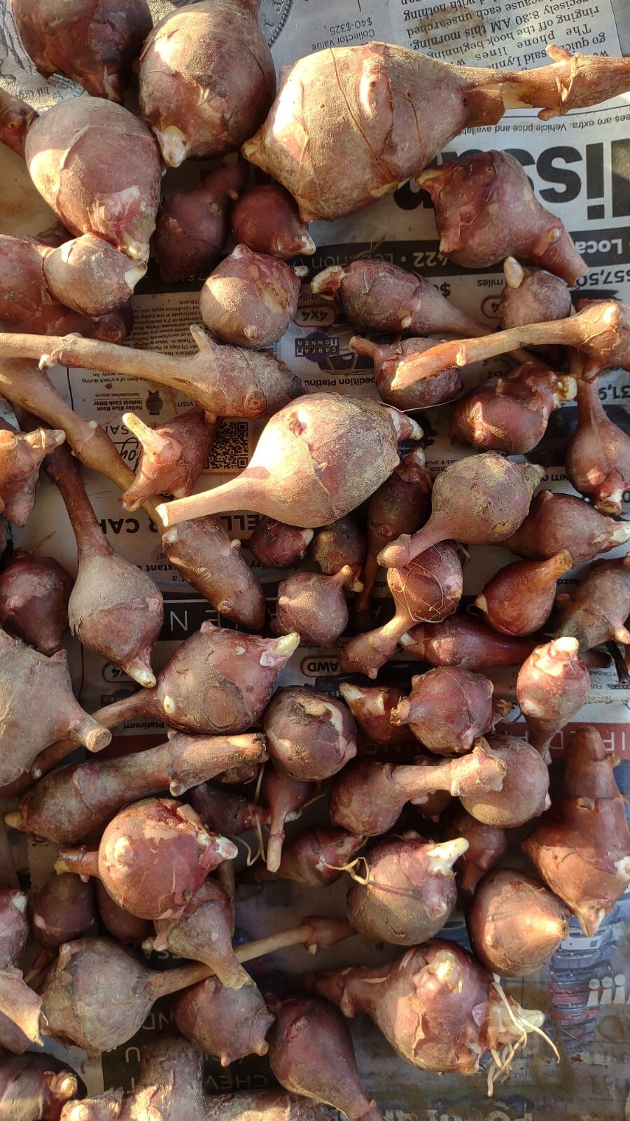 10 Very Small red organic Jerusalem Artichoke Tubers FOR PLANTING