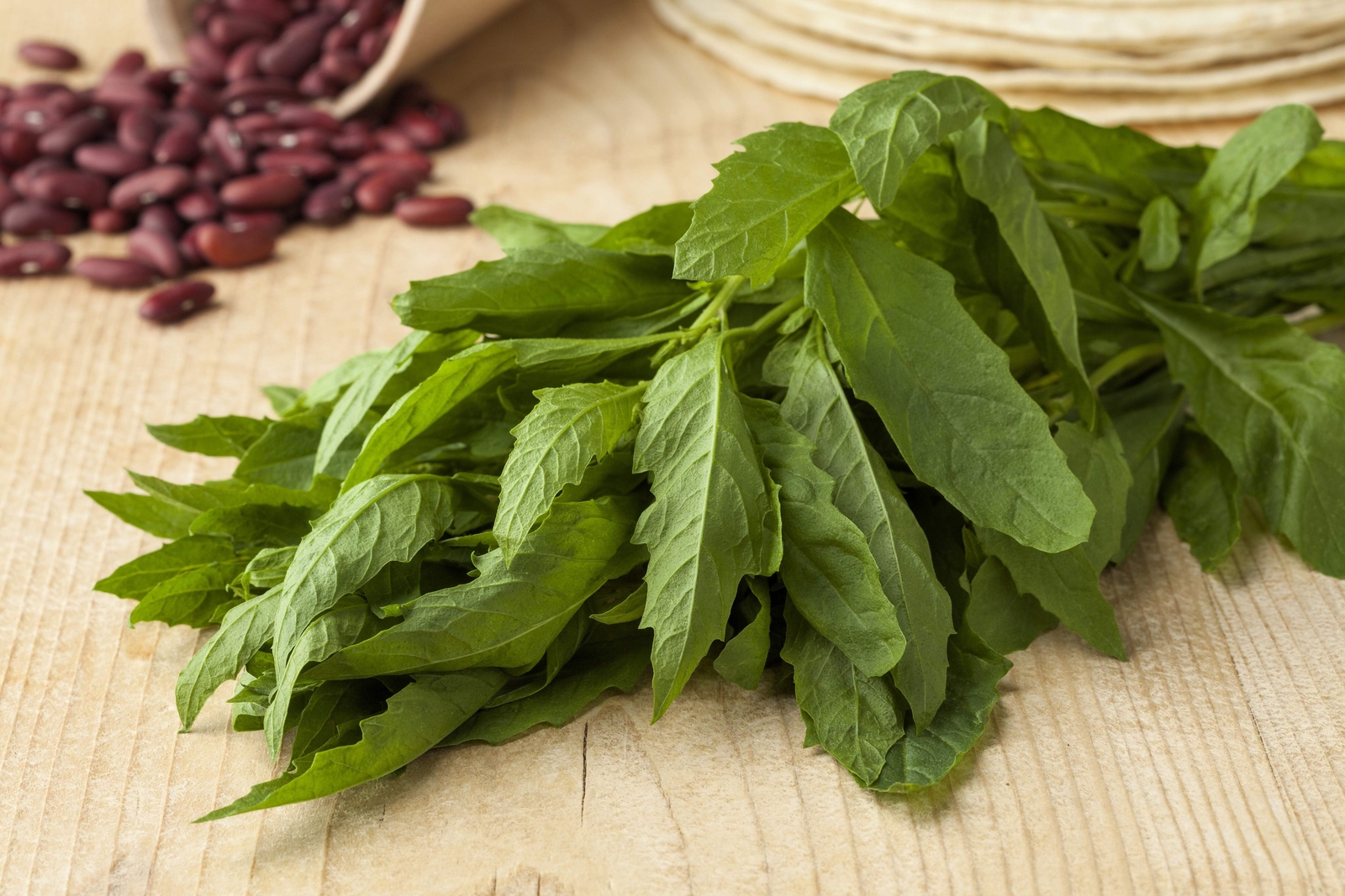 300 EPAZOTE (Mexican Tea) Chenopodium Ambrosioides Dysphania Herb Flower Seeds