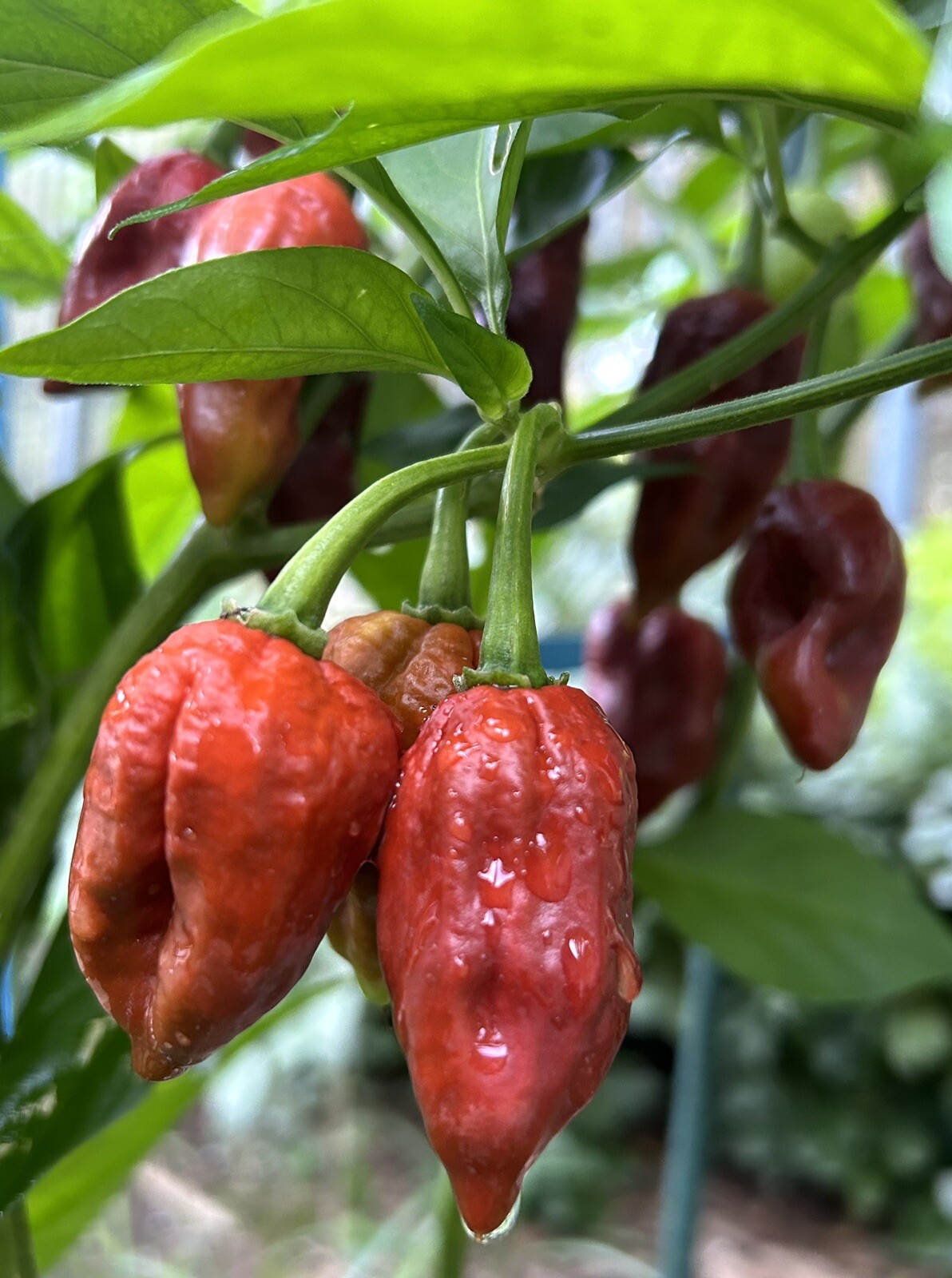 Super Hot Chocolate Ghost Chili Pepper, Bhut Jolokia – 15 Seeds 2024 – USA