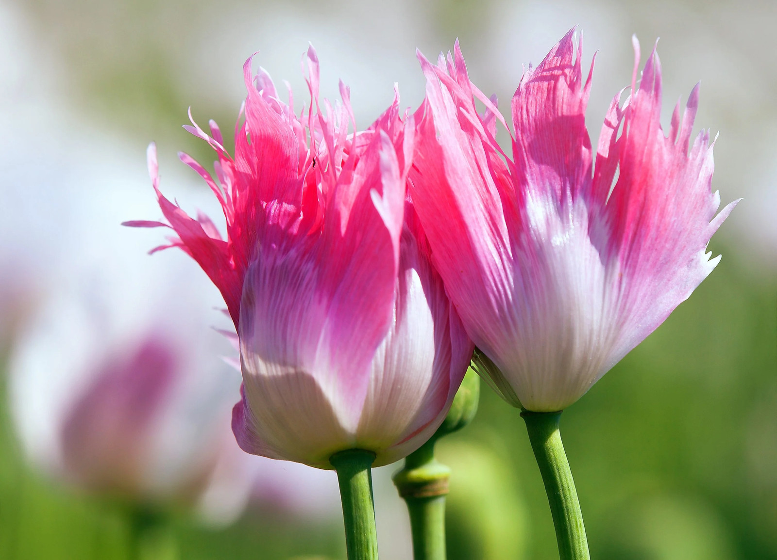 200 AFGHAN RESELECTED Blue POPPY Mixed Colors Papaver Pink Purple Flower Seeds