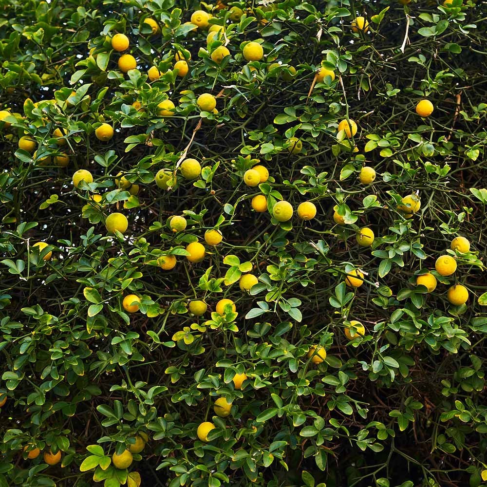 10+ Seeds Hardy Orange, Trifoliate Orange (Poncirus trifoliata) Hardy to Zone 5
