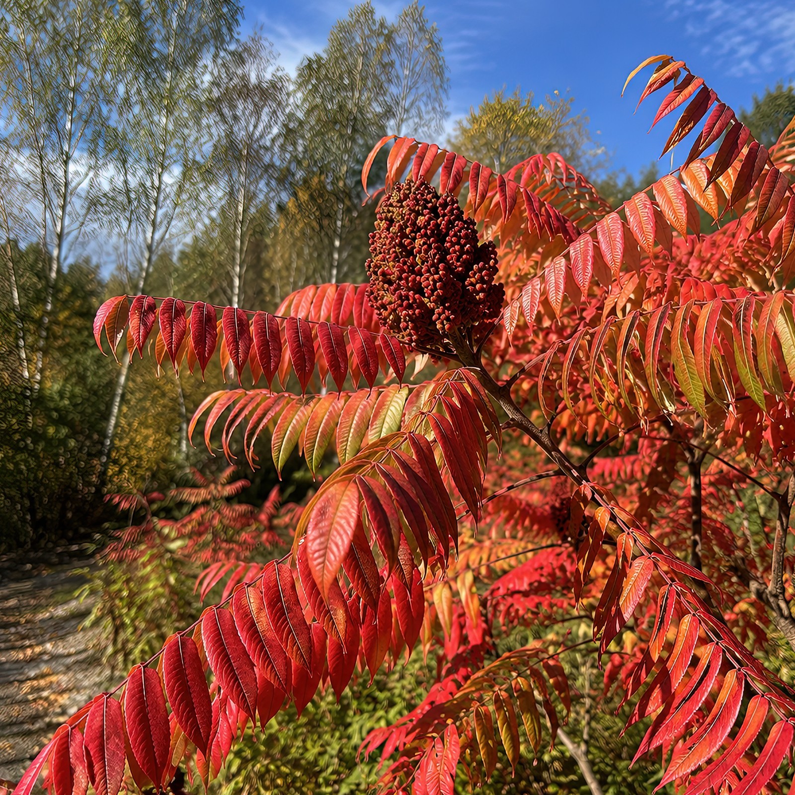 500 Flameleaf Sumac Tree Seeds (Rhus copallinum) Winged Sumac – Zones 4-9 USA