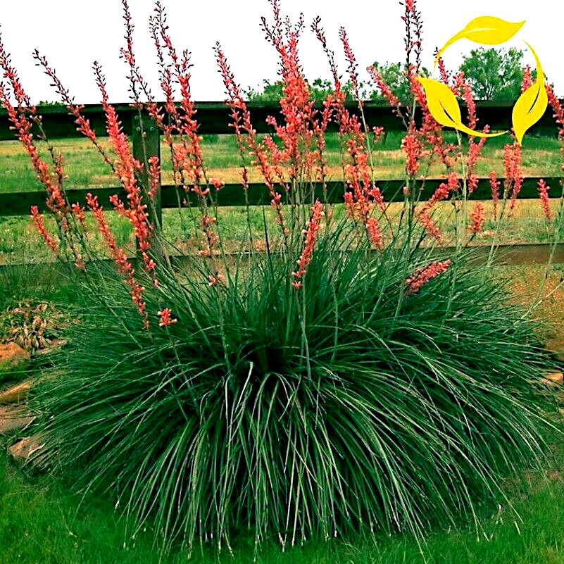 25 RED YUCCA SEEDS (Hesperaloe parviflora) Hummingbird & Butterfly Flower Plant