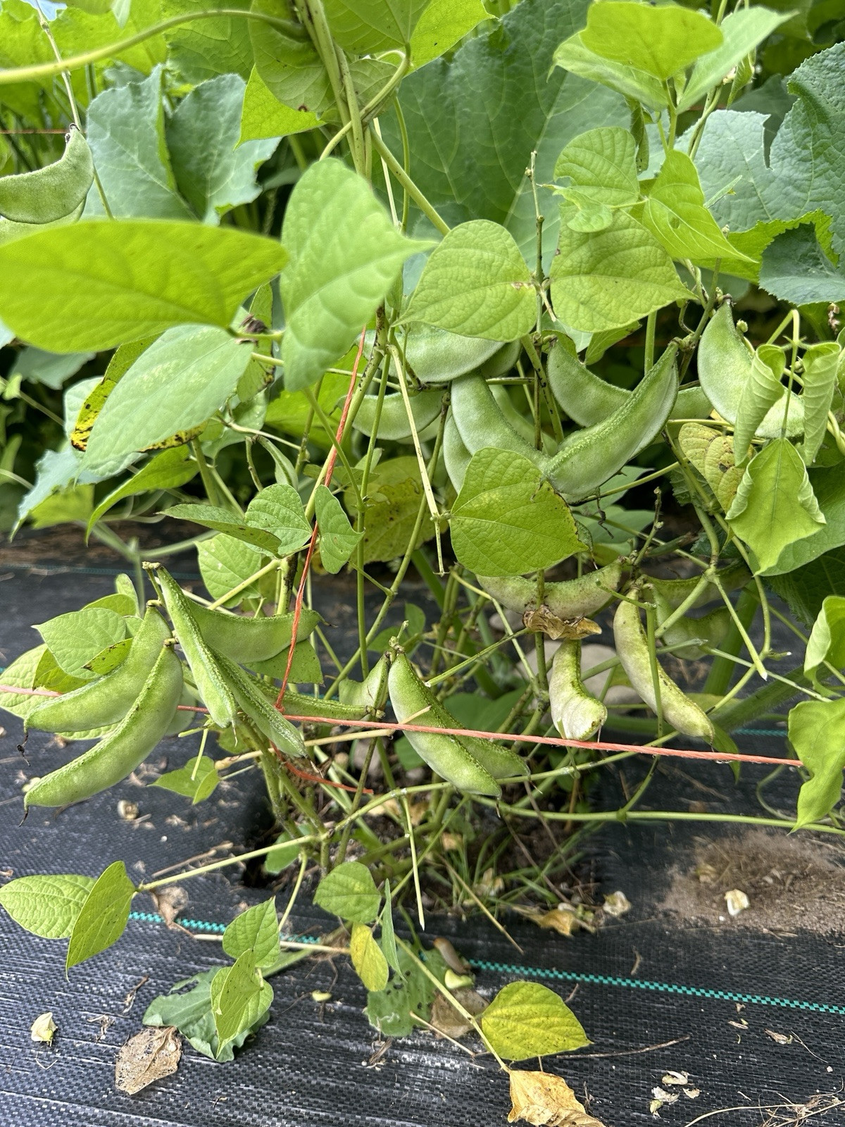 Country Bean IPSA -2 || Medium Plant Bangladeshi Shim || Short Season 8 Seeds