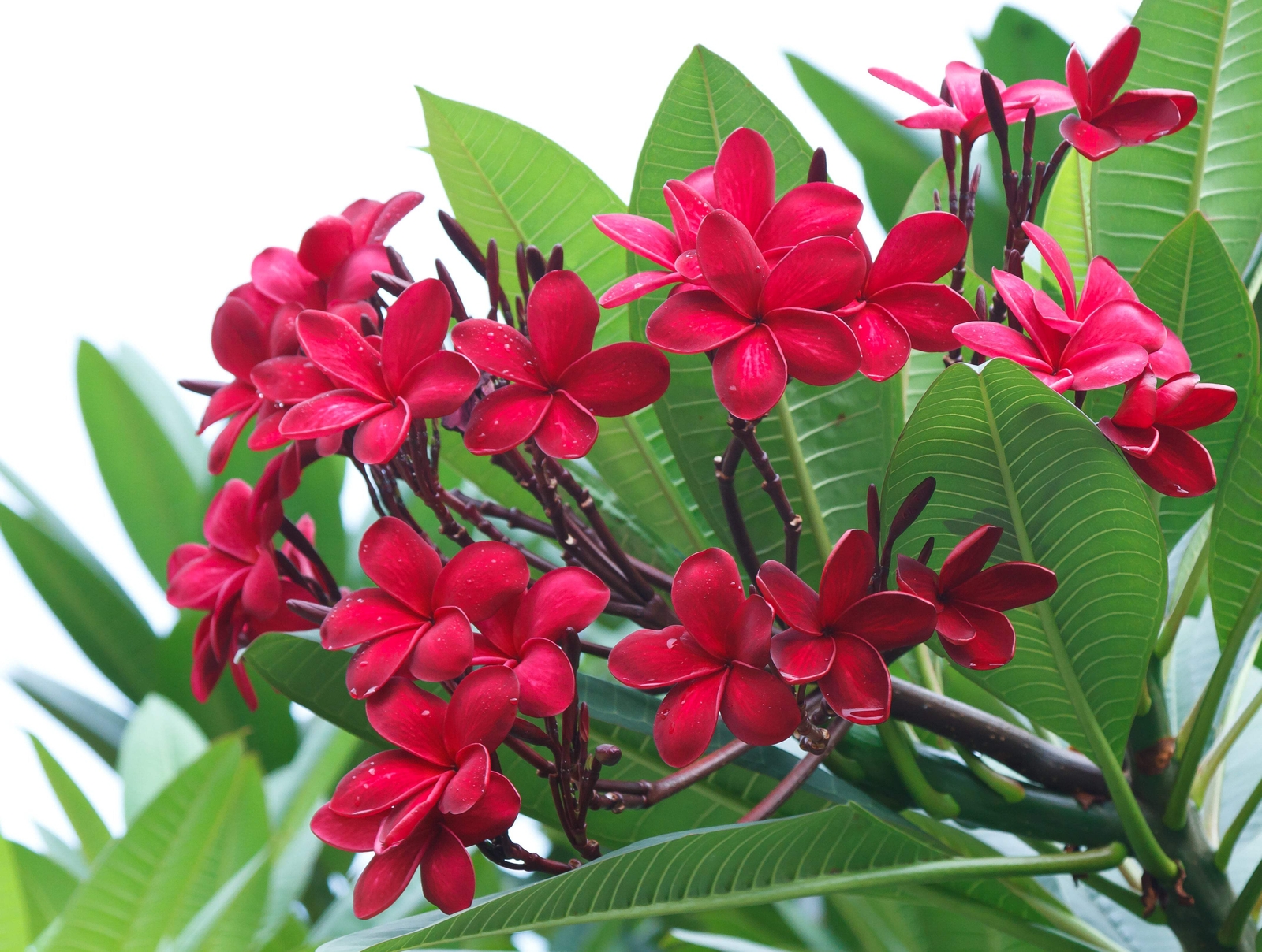 10 MIXED COLORS PLUMERIA Seeds – Lei Flower Frangipani Mix Pink Red Yellow White