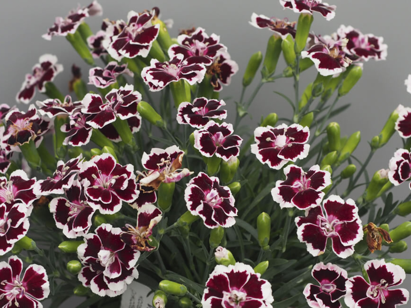 30 Seeds| China Pink ‘Black Velvet and Lace Carnations – Dianthus Flowers Seeds