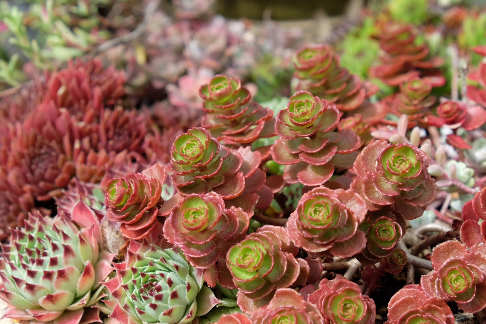 150 MIXED SEDUM Stonecrop Succulent Groundcover Red Pink Purple + Flower Seeds