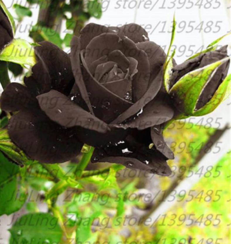 25pc BLACK ROSE SEEDS Garden Plant Flower rare exotic USA seller FREE shipping