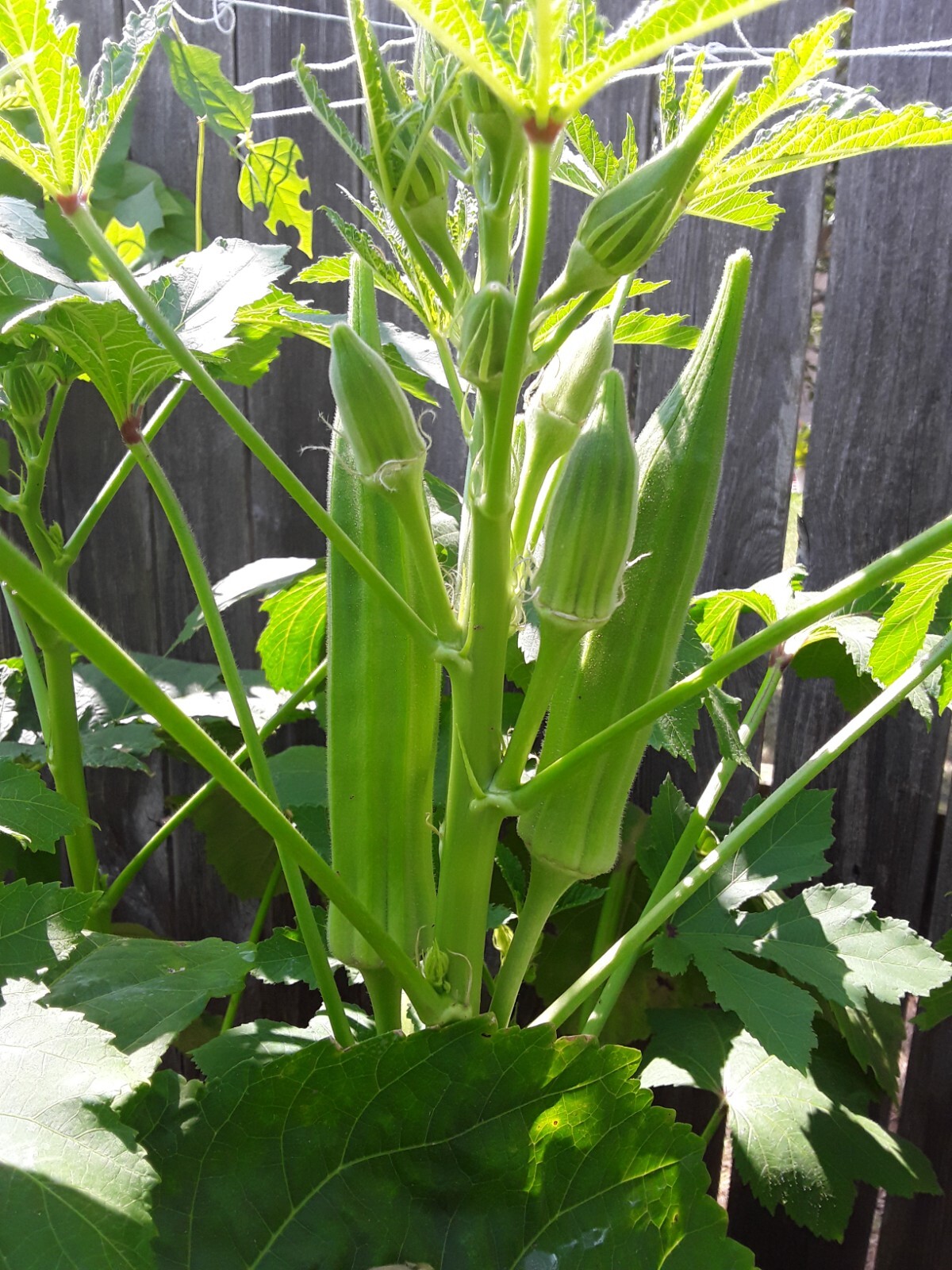 30+ Heavy Hitter Okra Seeds, Heirloom Super Prolific. Open Pollinated