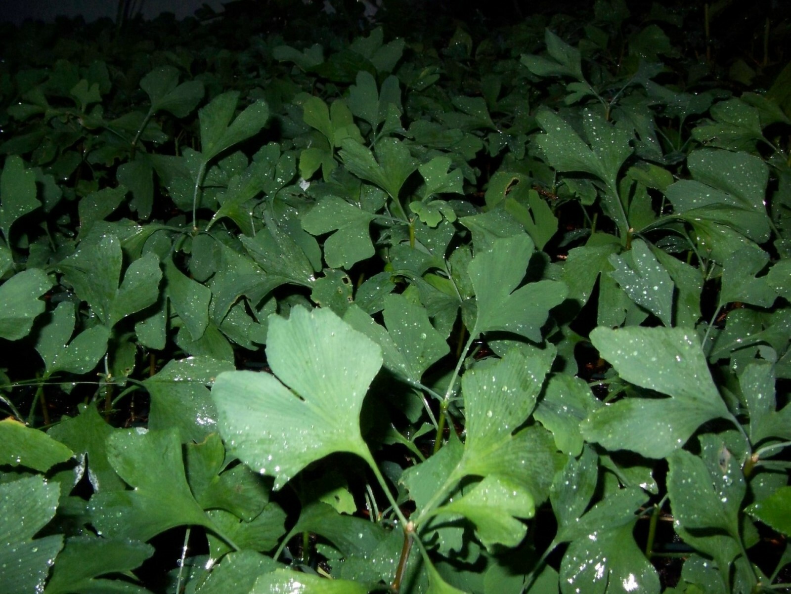 2+ ginkgo biloba plants 1 year old dormant bareroot/potted