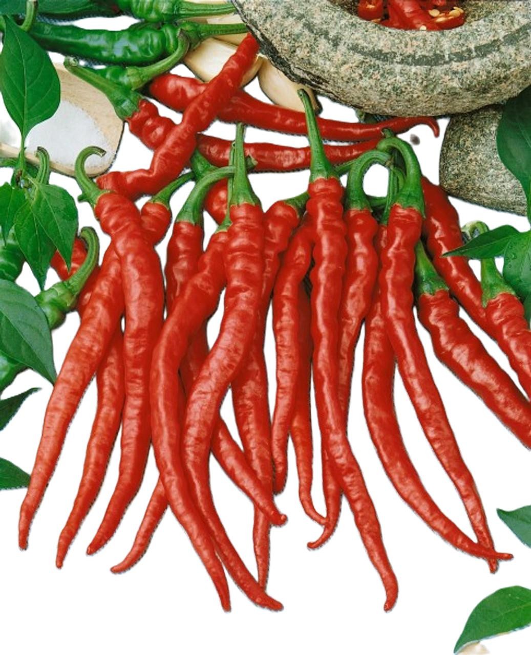 RARE Dragon Cayenne Hot Pepper Seeds “10” FREE SHIPPING!