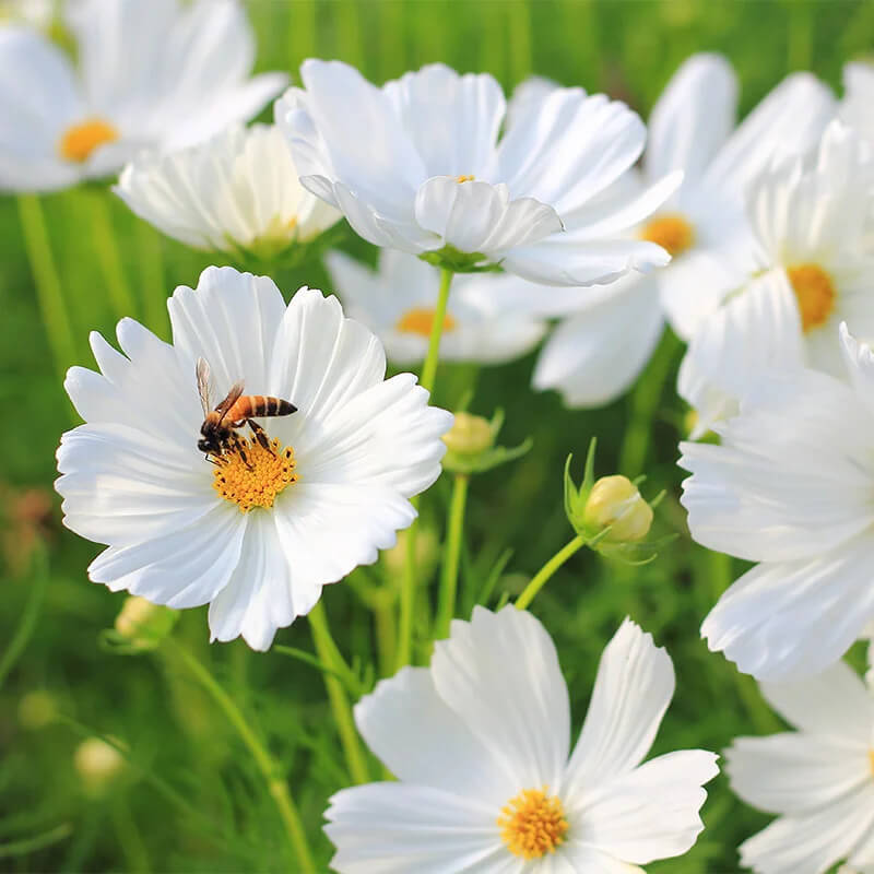 Purity Cosmos Seeds | Non-GMO | Free Shipping | Seed Store | 1222
