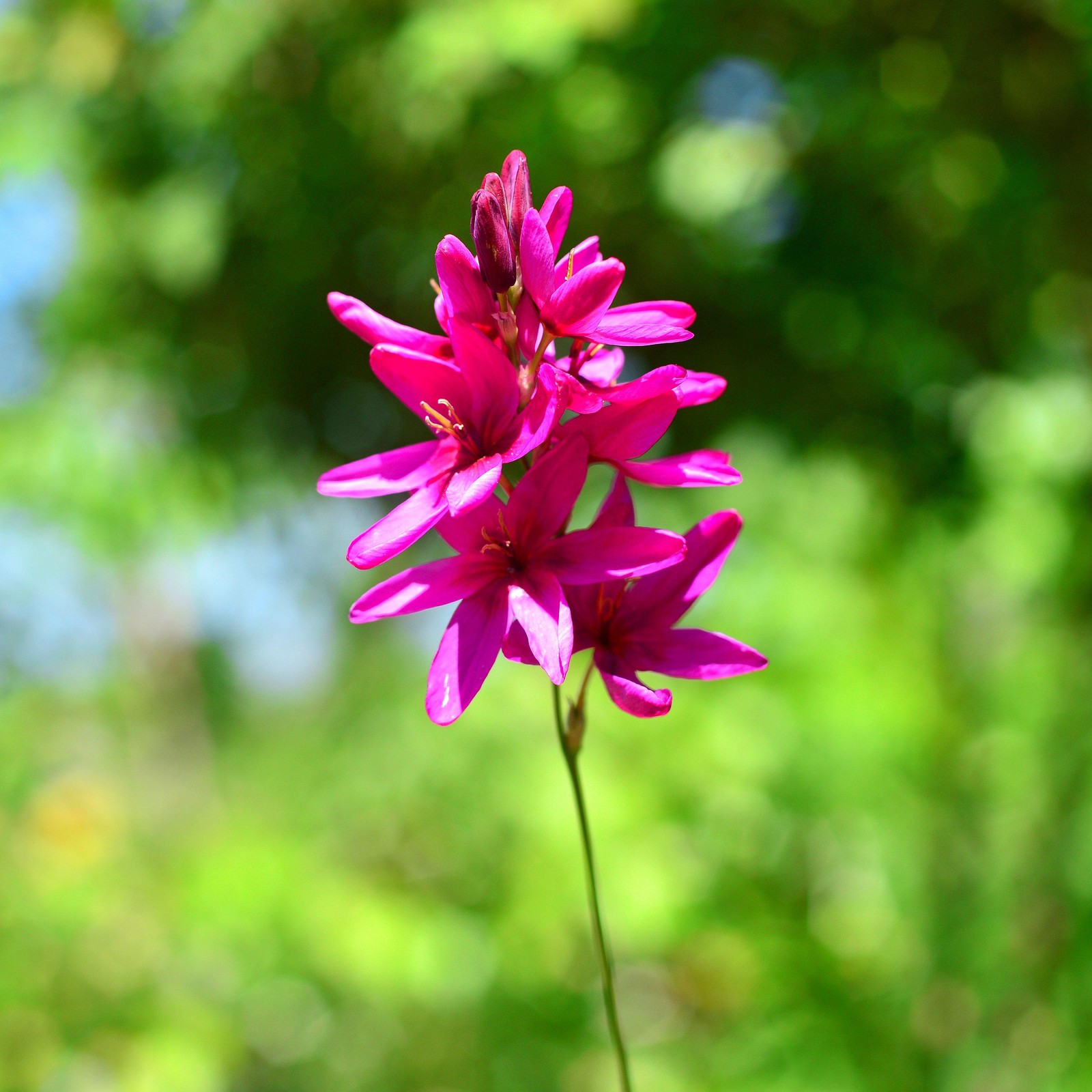 Ixia Magic Wand Mix 80 Bulbs, Spring to Summer Flowering Colorful Blooms in Sun