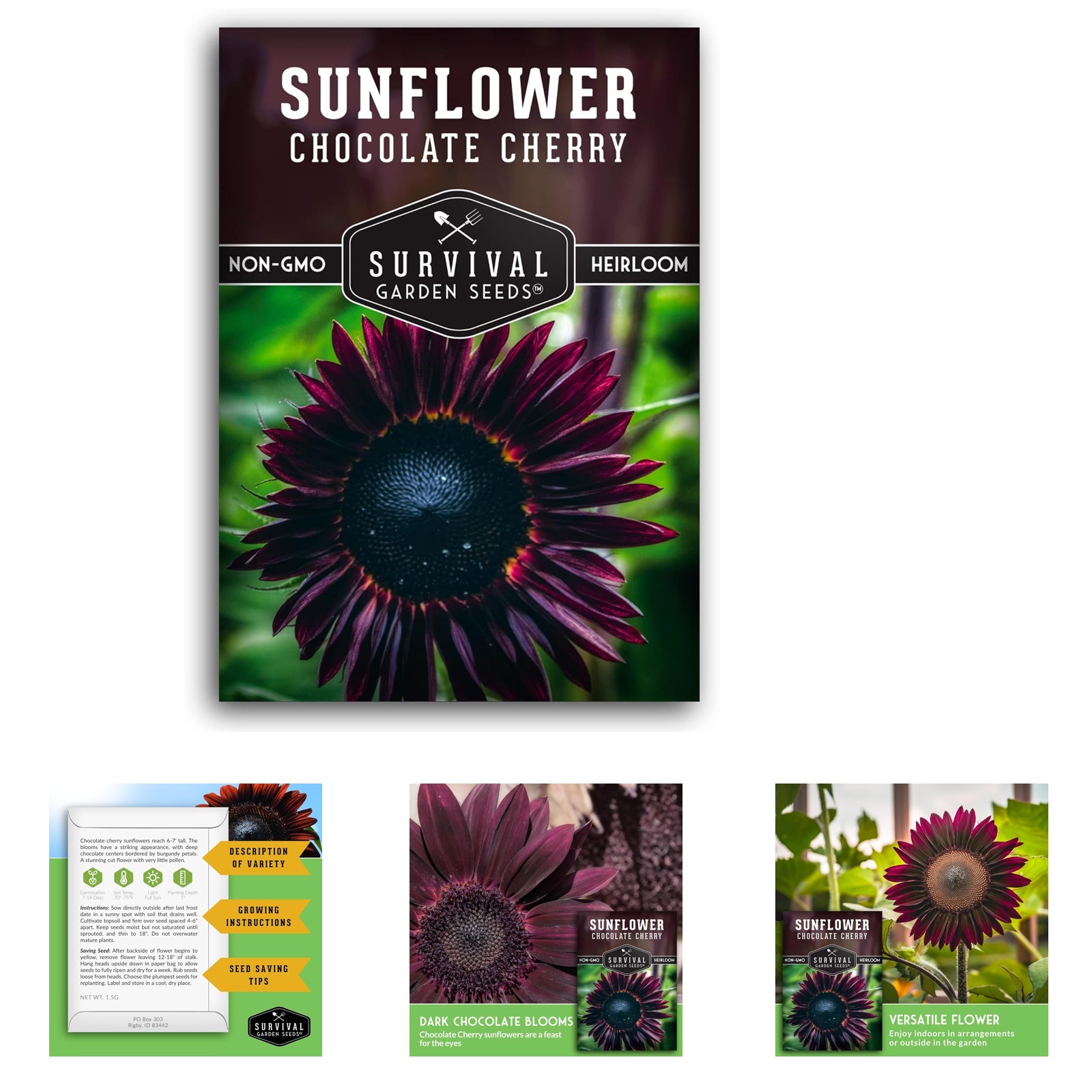 Chocolate Cherry Sunflower Seeds for Planting, Large Burgundy Black Blooms, 6-7