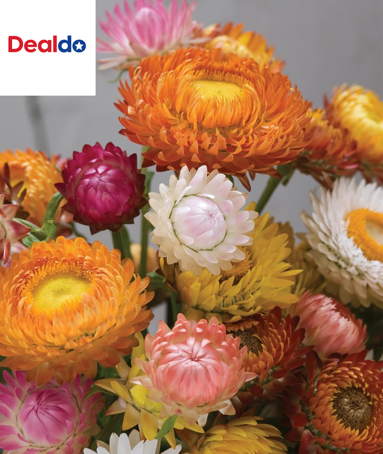 Tall Mixed Colors Strawflower Seeds 750 Seeds