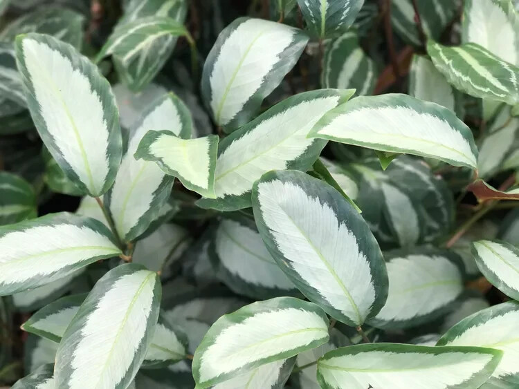 25+ Silver Calathea Seeds for Garden Planting – USA – FREE SHIPPING!