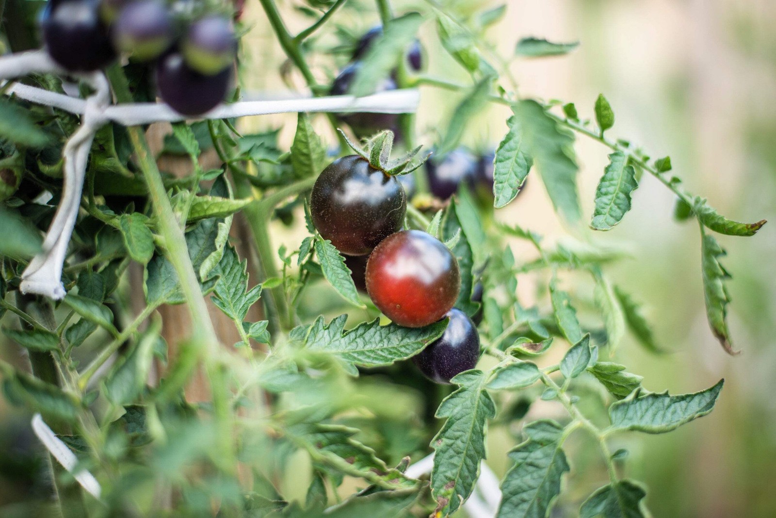 50 BLACK CHERRY TOMATO Black Skin Sweet Round Lycopersicon Fruit Vegetable Seeds