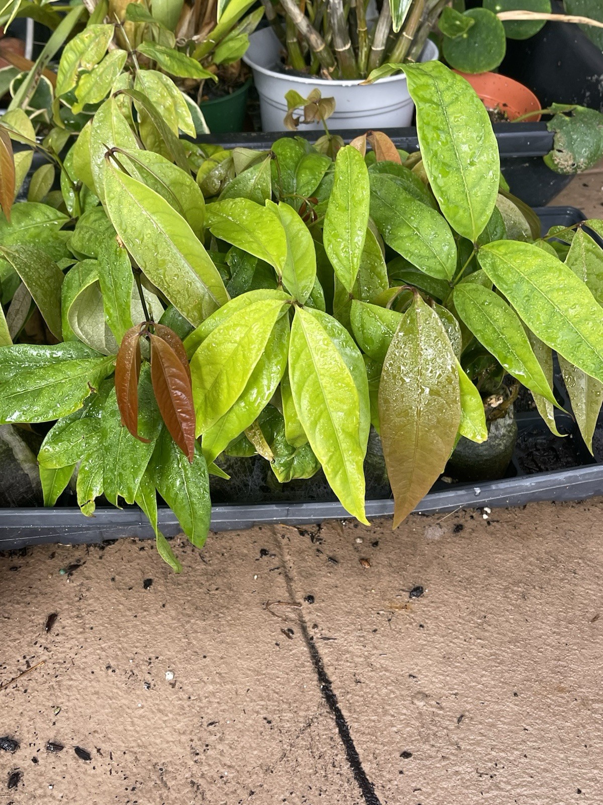 Guama (Ice-Cream Bean) Cuanijiquil, Paterna, Inga Plant