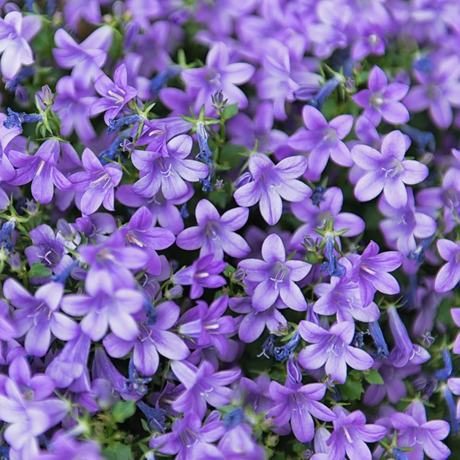 Lobelia Seed for Planting, 1003+ Mixed Lobelia cardinalis Seeds, Perennial Plant
