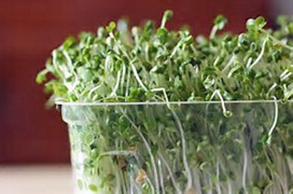 Non-GMO Broccoli Seeds for Sprouting Sprouts Microgreens – Broccoli Sprouts